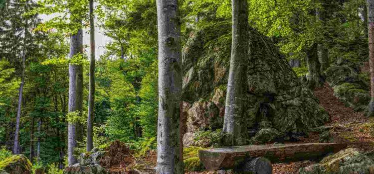 Pria Bandung Tersesat di Hutan Karawang, Diselamatkan Tim BPBD