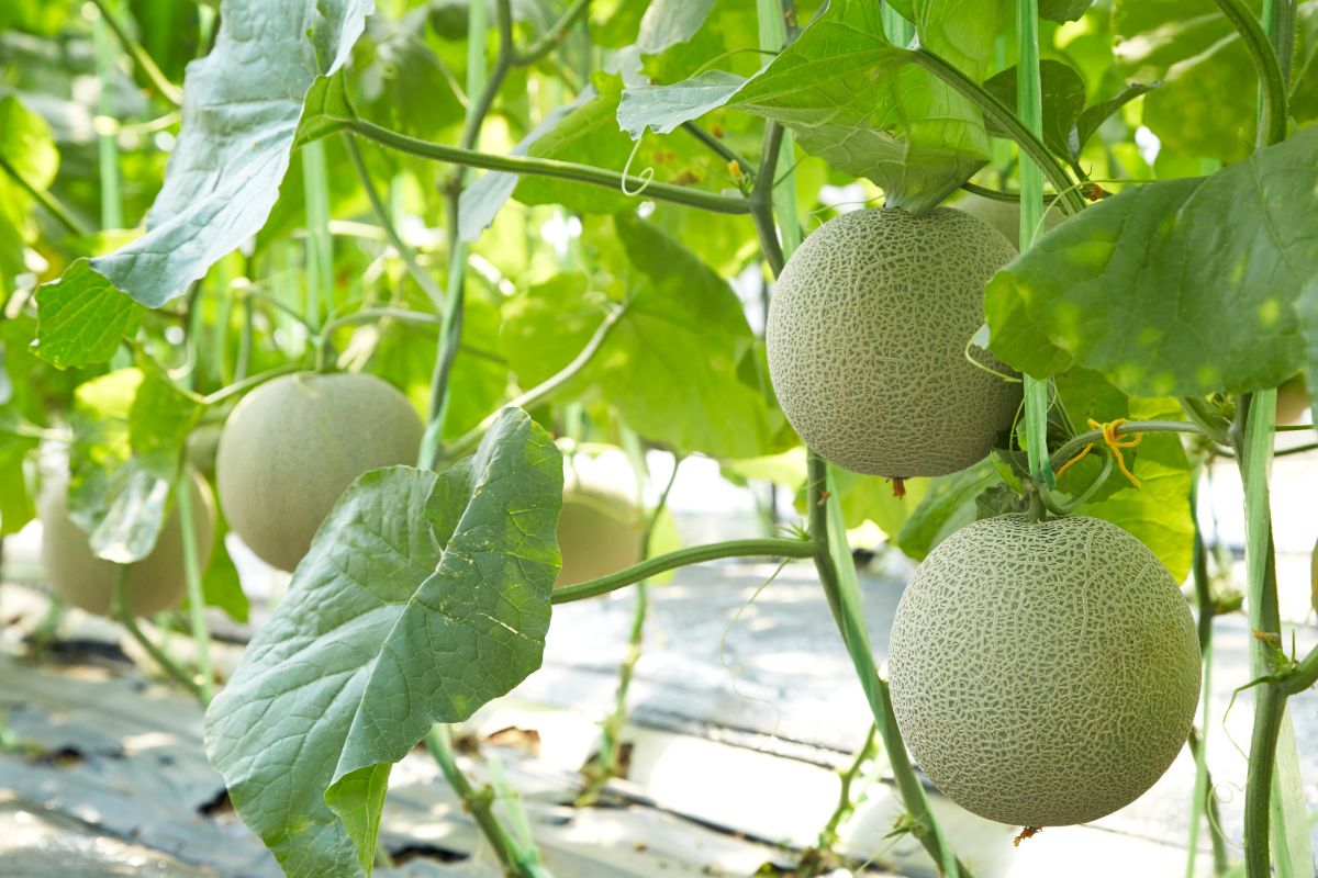 Disparbud Apresiasi Budidaya Melon di Desa Wisata Karangjaya