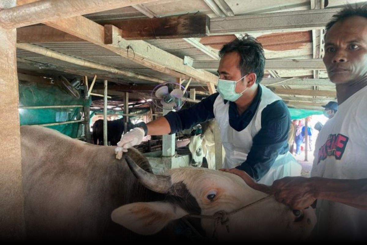 PMK Serang 42 Sapi di Karawang, 5 Mati, DKP Lakukan Vaksinasi