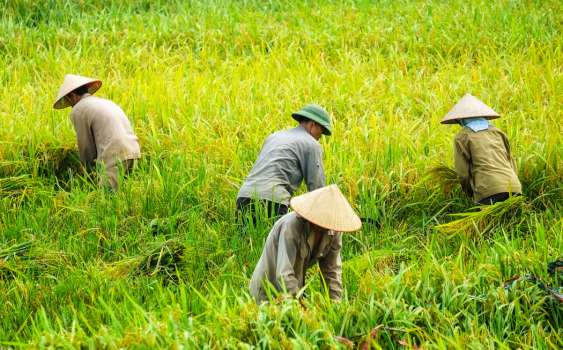 Karawang Bebaskan PBB-P2 untuk Lahan Sawah, Petani Senang Bisa Beli Pupuk