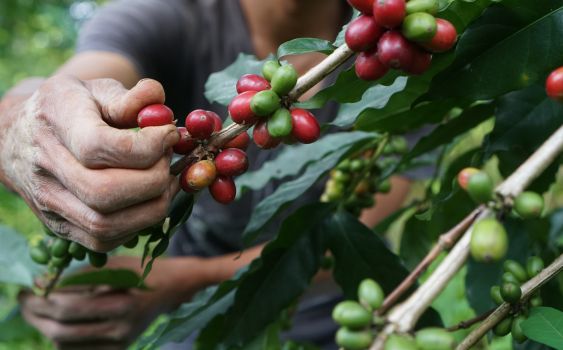 Trip Perdana Wisata Kopi Karawang Kenalkan Liberika Langka Lewat Jelajah Jeep